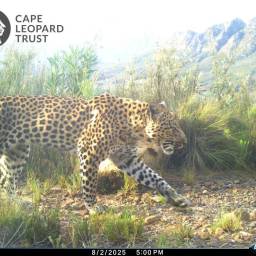 Leopard